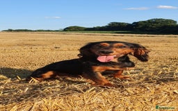 Cocker Spaniel dogs for sale: Gamekeeper bred Working Cocker Spaniels - Image 11