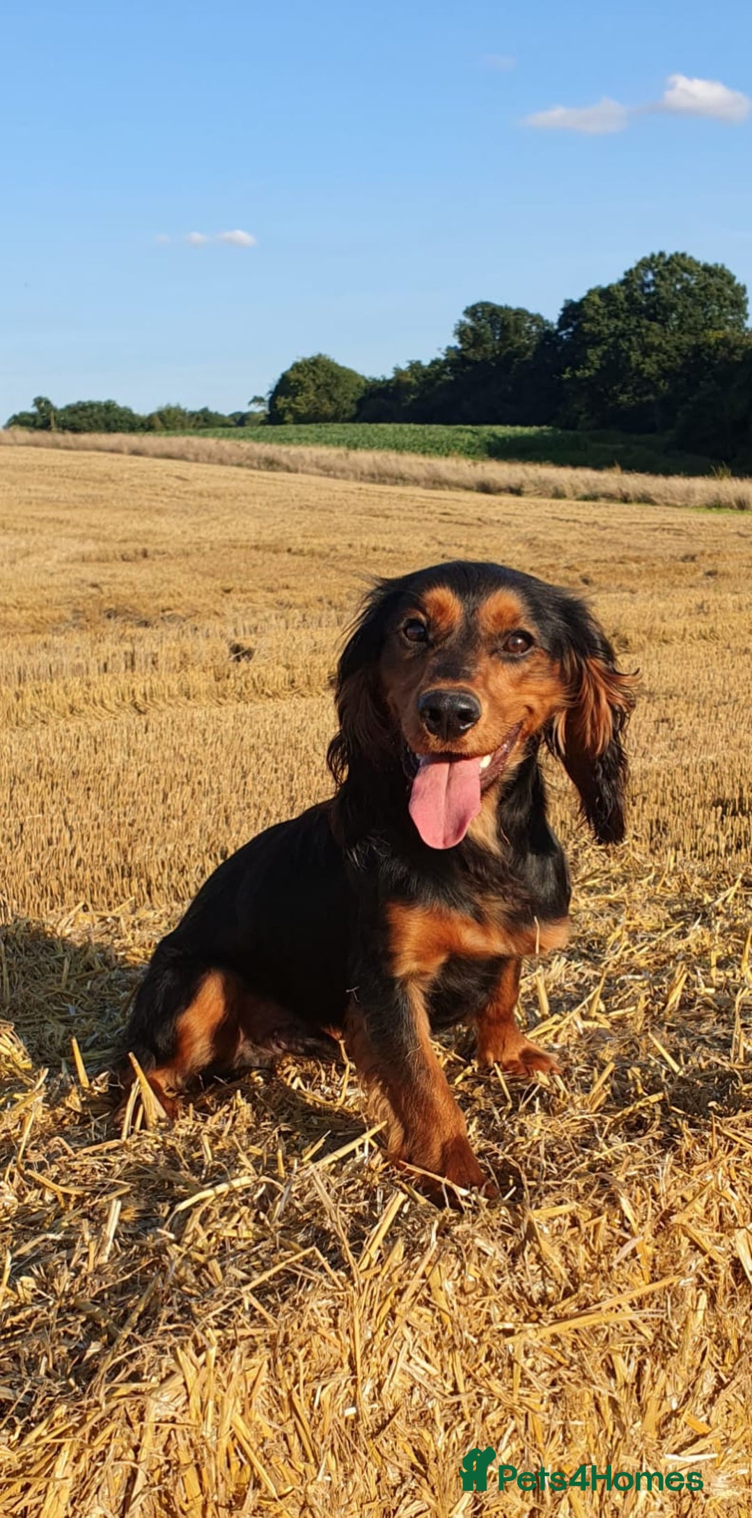 Cocker Spaniel dogs for sale: Gamekeeper bred Working Cocker Spaniels - Image 11
