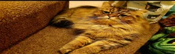 Mixed Breed cats for sale: Norwegian Forest Persian Mix Sweet Male - Advert 1