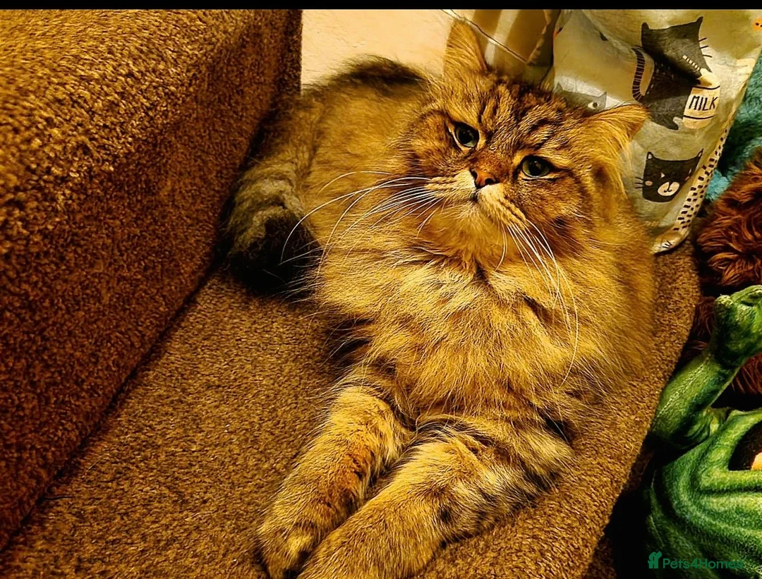 Mixed Breed cats for sale: Norwegian Forest Persian Mix Sweet Male - Advert 1
