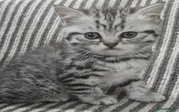 British Shorthair cats for sale: Beautiful silver tabby british shorthair kittens  - Image 3