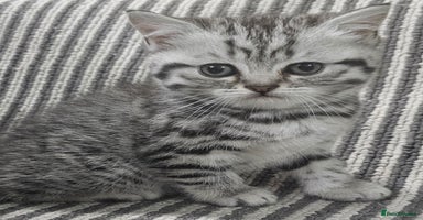 British Shorthair cats - Advert 10
