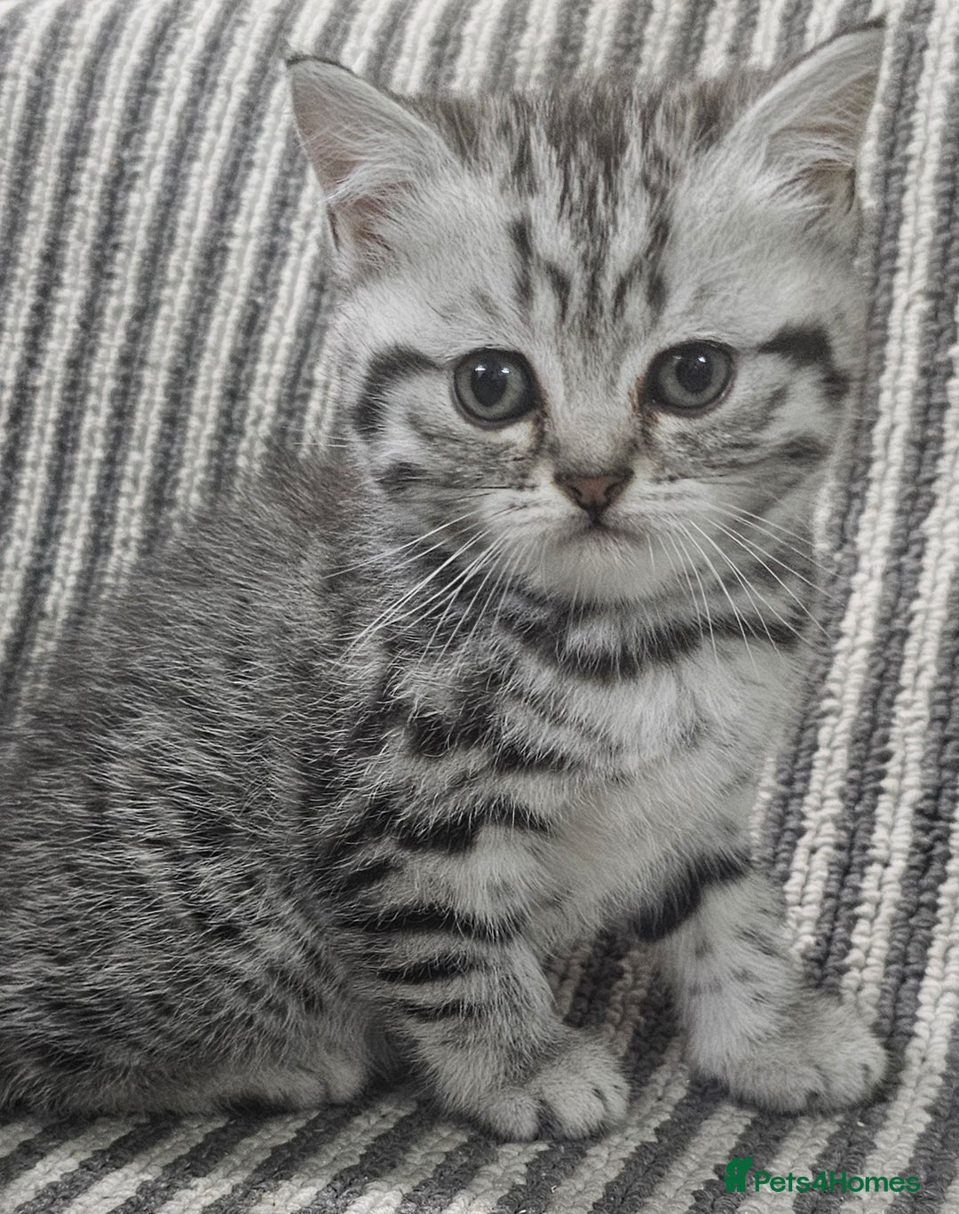 British Shorthair cats for sale: Beautiful silver tabby british shorthair kittens  - Image 3