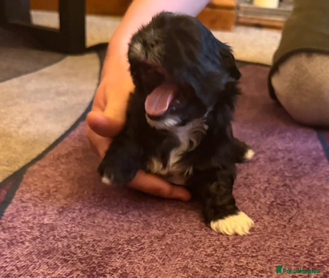 Shih Tzu dogs for sale: Beautiful Shih Tzu’s - STUNNING pure breds - Advert 18