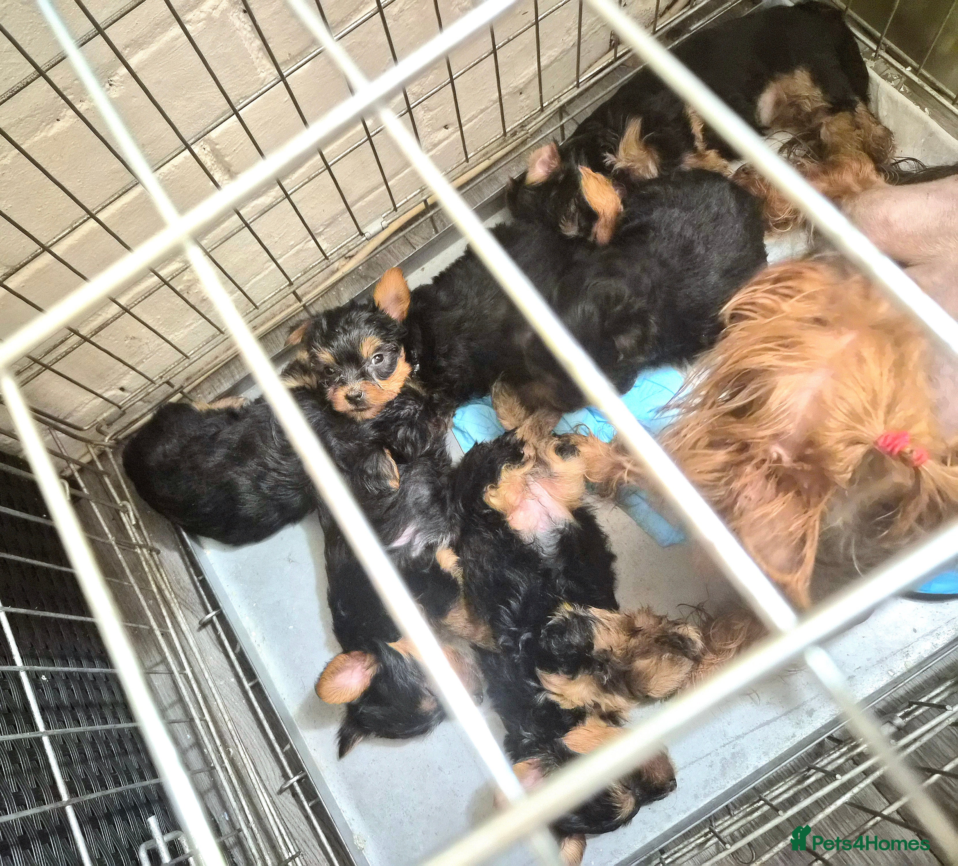 Yorkshire Terrier dogs Last 4 yorkshire terrier puppies - Advert 4