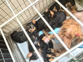 Yorkshire Terrier dogs Last 4 yorkshire terrier puppies - Advert 4