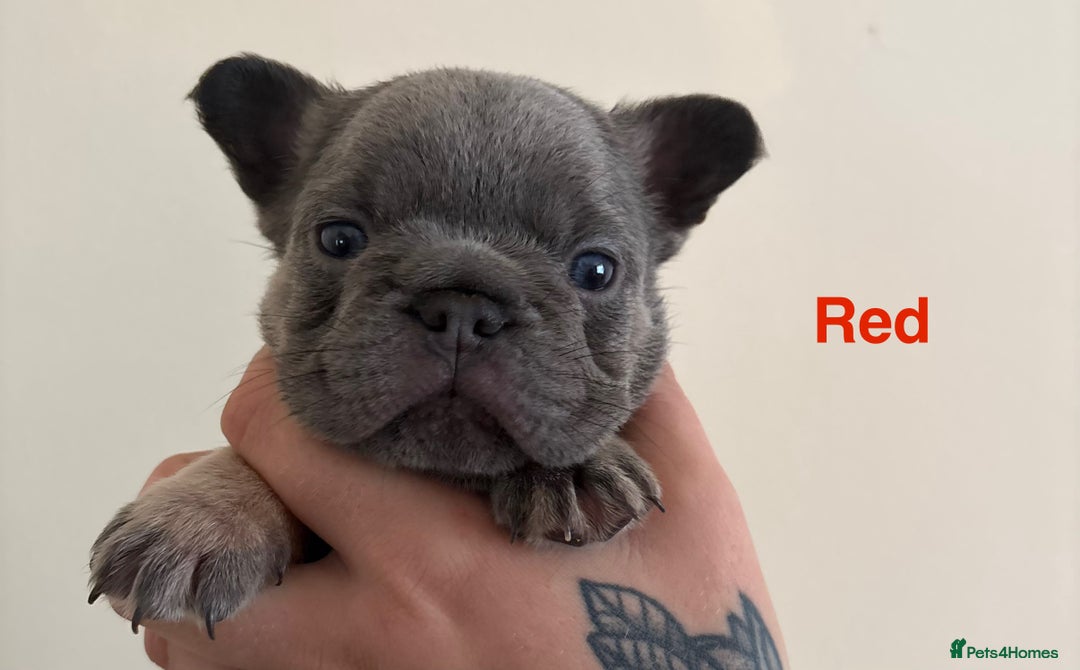 French Bulldog dogs for sale: 3 Female French bulldog puppies  - Image 20