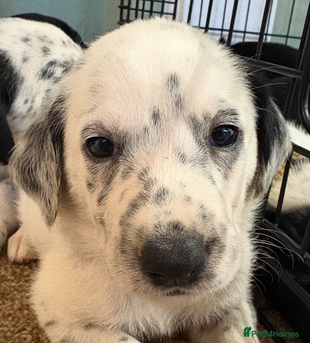 Mixed Breed dogs for sale: Pyrematian puppies - Advert 12