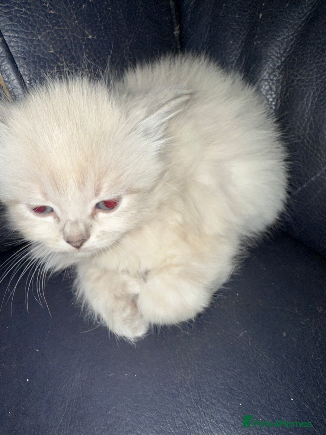 Ragdoll cats for sale: ADORABLE RAGDOLL KITTENS - READY NOW - Image 10