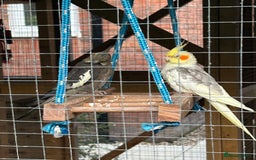 Cockatiels birds for sale: Breeding Pair of Cockatiels - Image 1