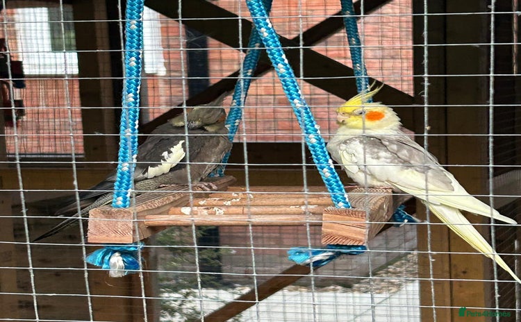 Cockatiels birds - Advert 2