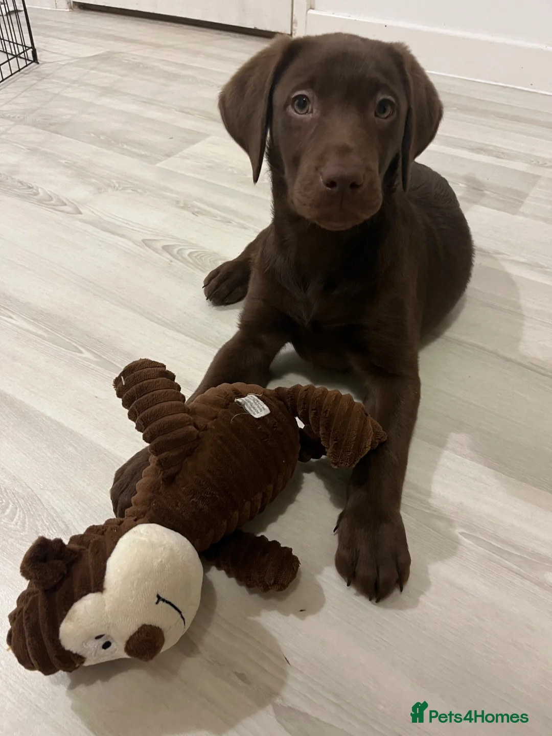 Labrador Retriever dogs for sale: 6 month chocolate lab in Cambridge - Advert 2