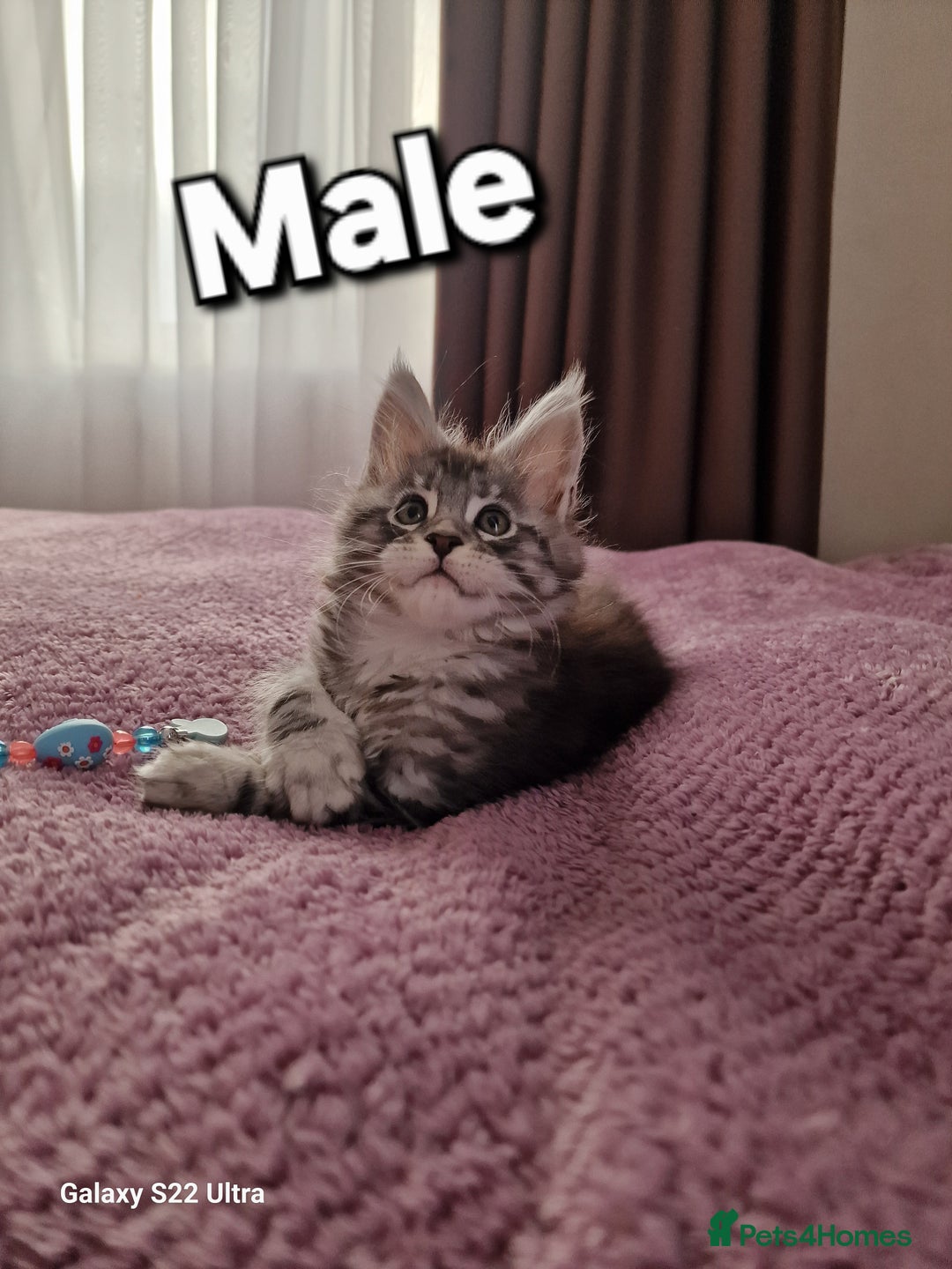 Maine Coon cats for sale: Pure Maine coon - Advert 22