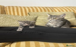 European cats for sale: Boy Cat - Image 5