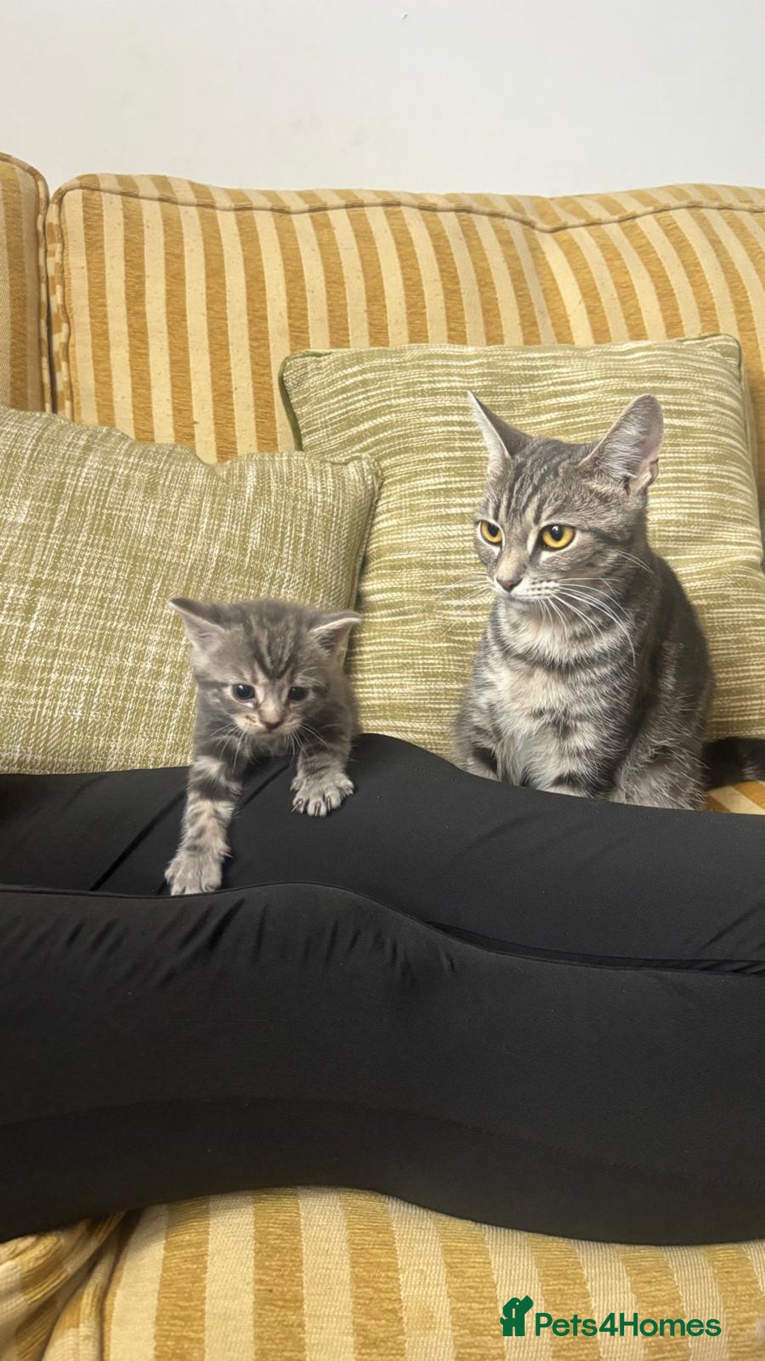 European cats for sale: Boy Cat - Image 5