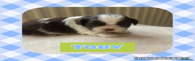 Shih Tzu Puppy 2