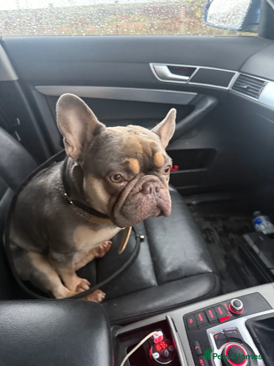 French Bulldog dogs for sale: 5 year old male French bulldog for re homing  - Advert 2