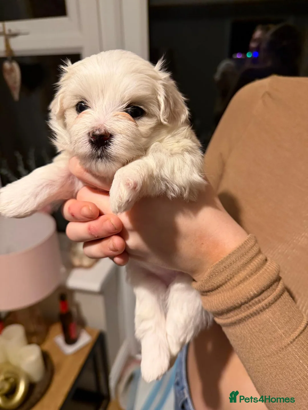 Maltese dogs for sale: Maltese babies - Advert 33