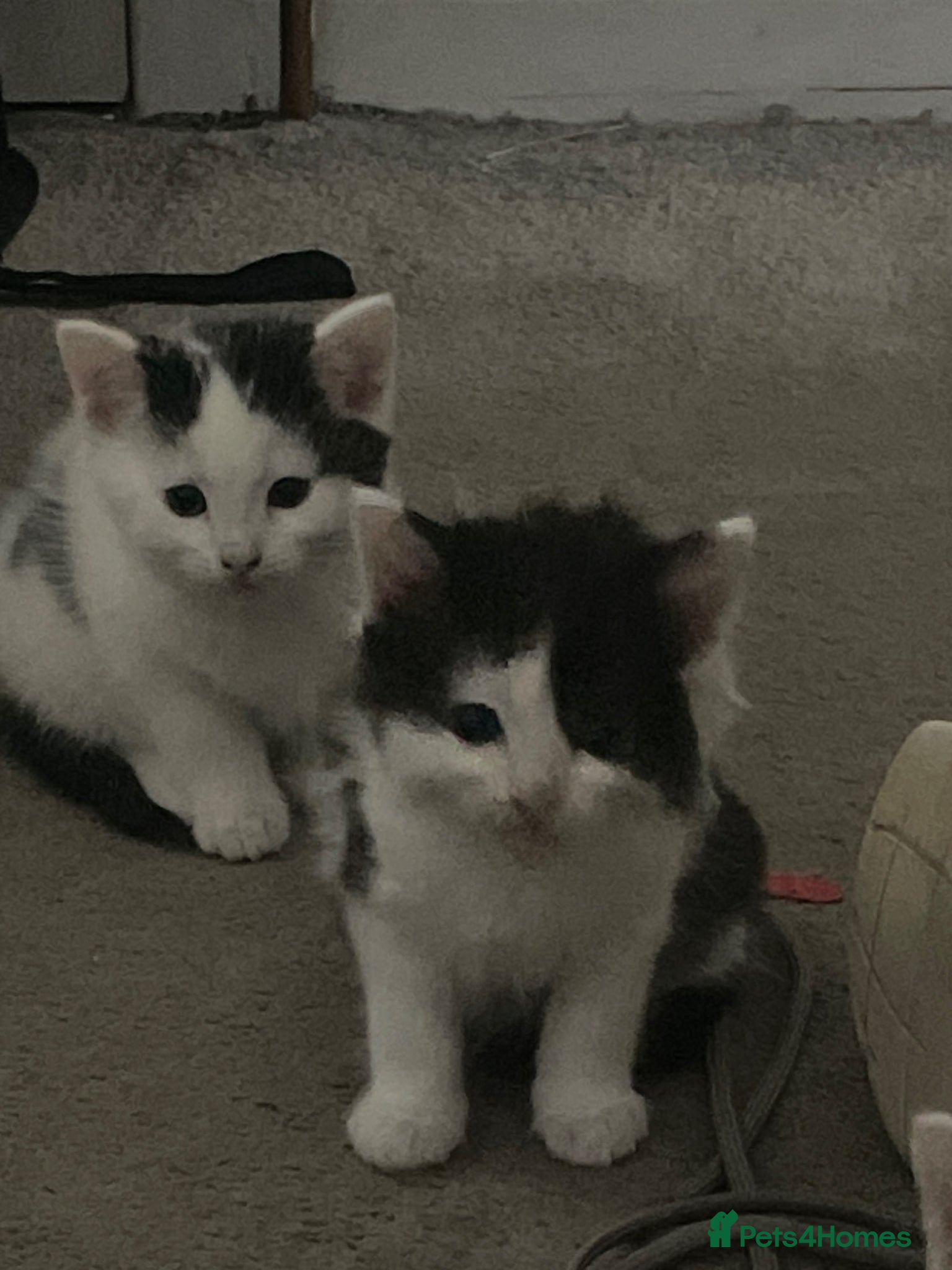 Turkish Van cats 5 male kittens ready  - Advert 1