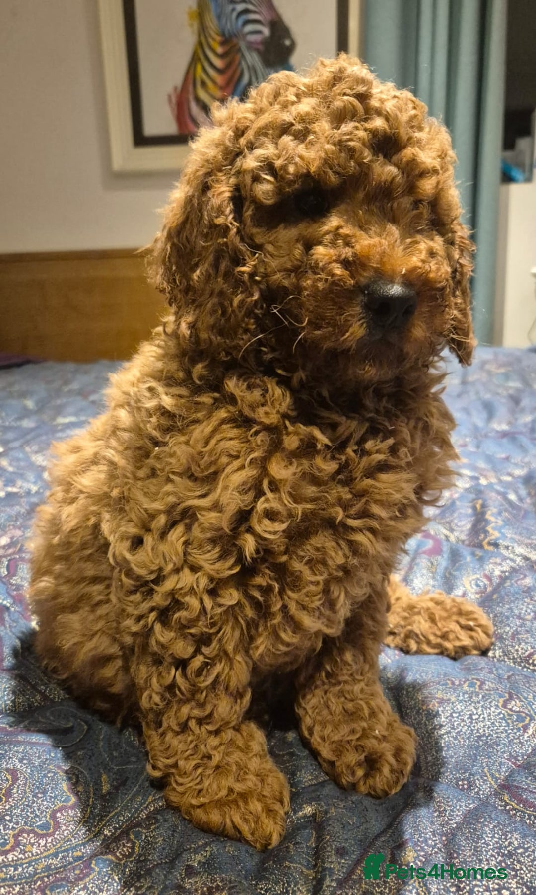 Mini Goldendoodle dogs for sale: Miniature golden doodles - Advert 3