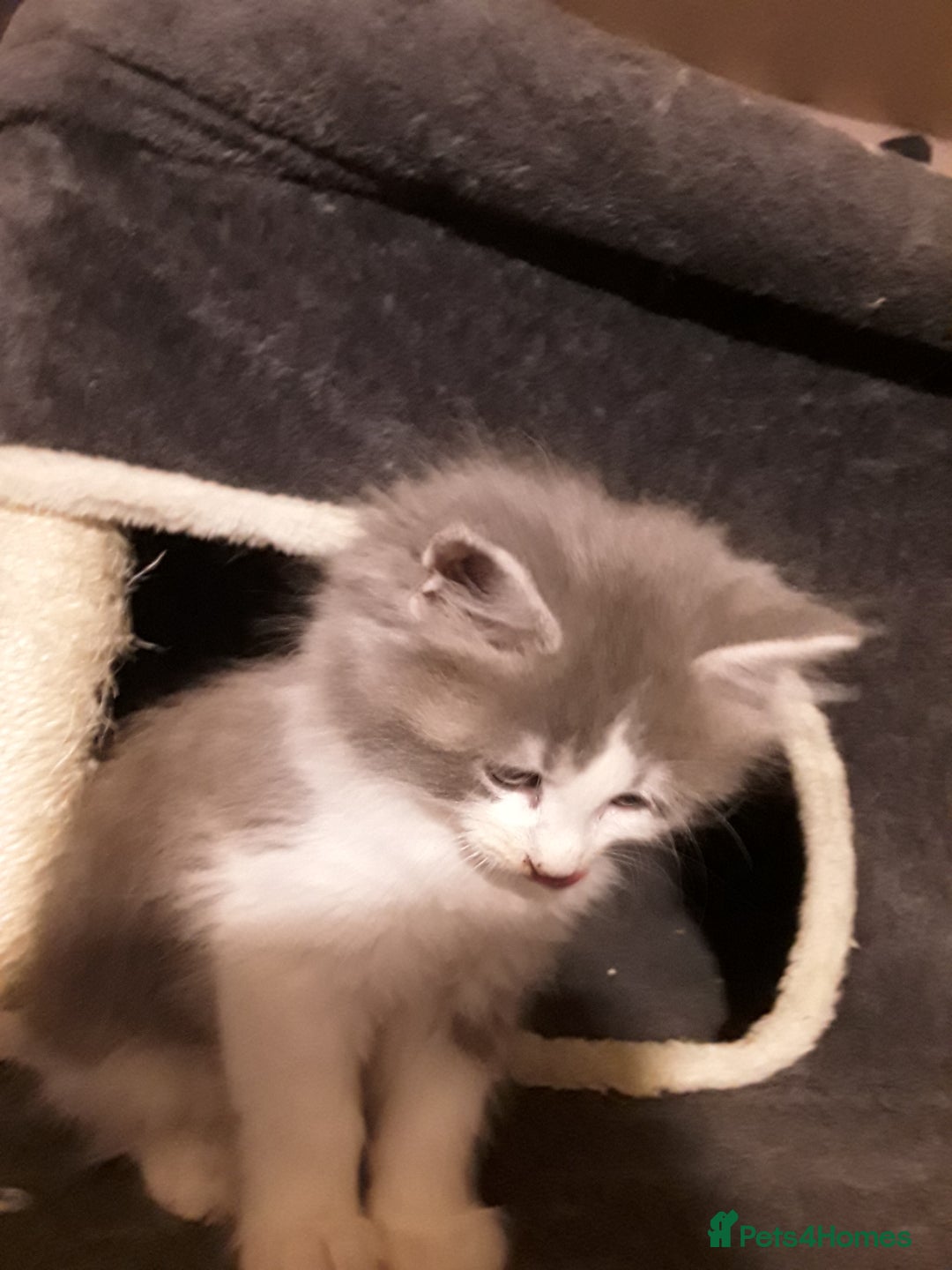 Maine Coon cats for sale: Mainecoon  x ragdolls - Advert 33