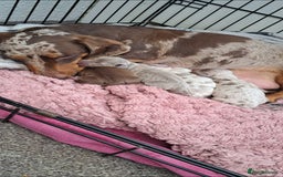 Miniature Dachshund dogs for sale: Stunning Miniature dachshund puppies  - Advert 13