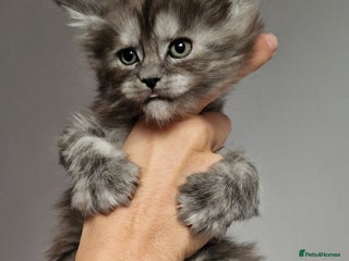 Maine Coon cats Pedigree Smoke Russian Line Mainecoons - Advert 17