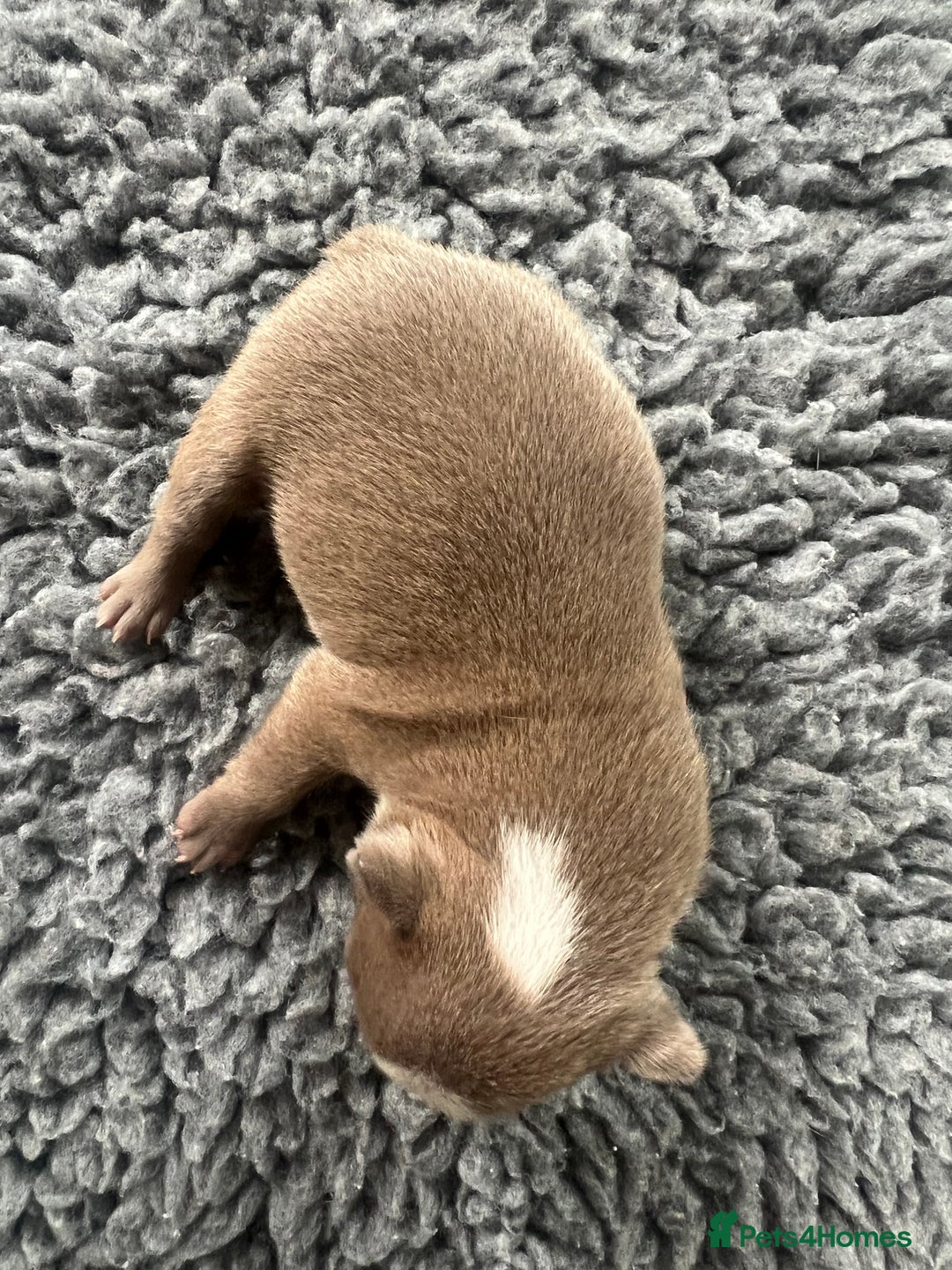 Boston Terrier dogs for sale: Boston terrier puppies - Image 20