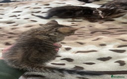 Mixed Breed cats for sale: 4 little kittens - Image 3
