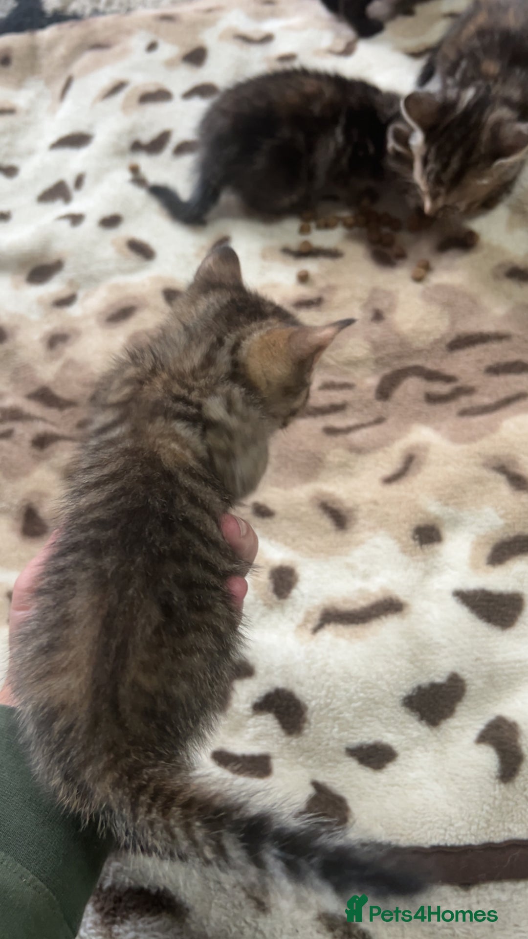 Mixed Breed cats for sale: 4 little kittens - Image 3