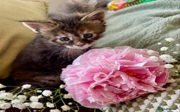 Maine Coon cats for sale: GCCF Registered Maine Coons Ready 16th August  in Banbury - Image 4