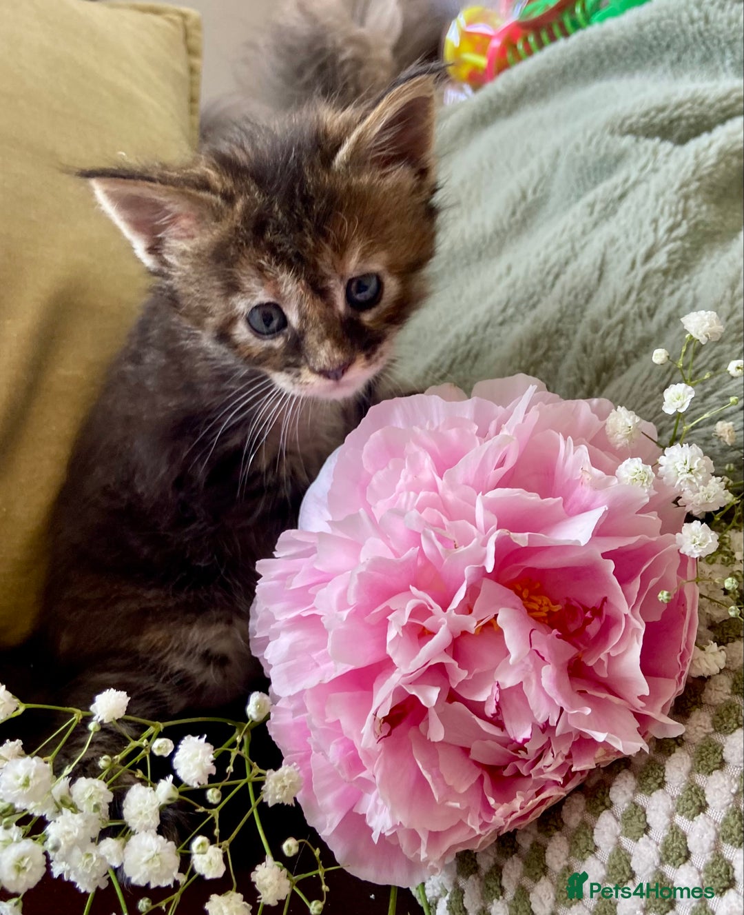 Maine Coon cats for sale: GCCF Registered Maine Coons Ready 16th August  in Banbury - Image 4