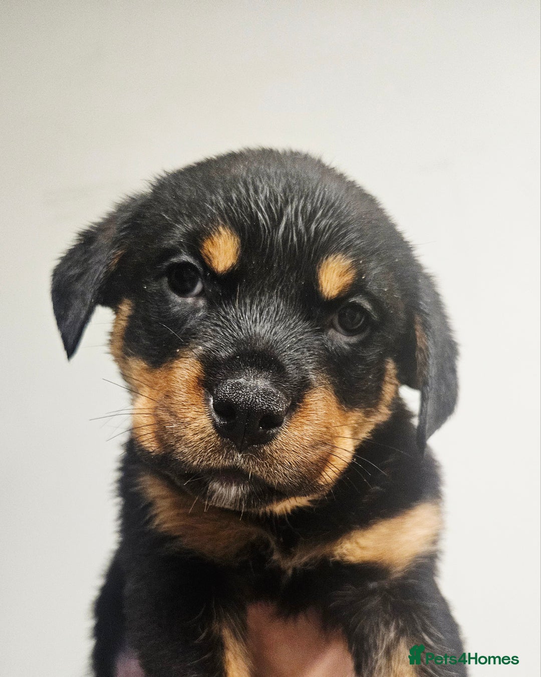 Rottweiler dogs for sale: READY NOW- Beautiful Rottweiler Puppies - Image 20