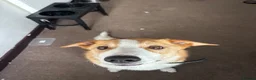 Mixed Breed dogs for sale: Welsh collie looking for a loving home in Swansea - Advert 4