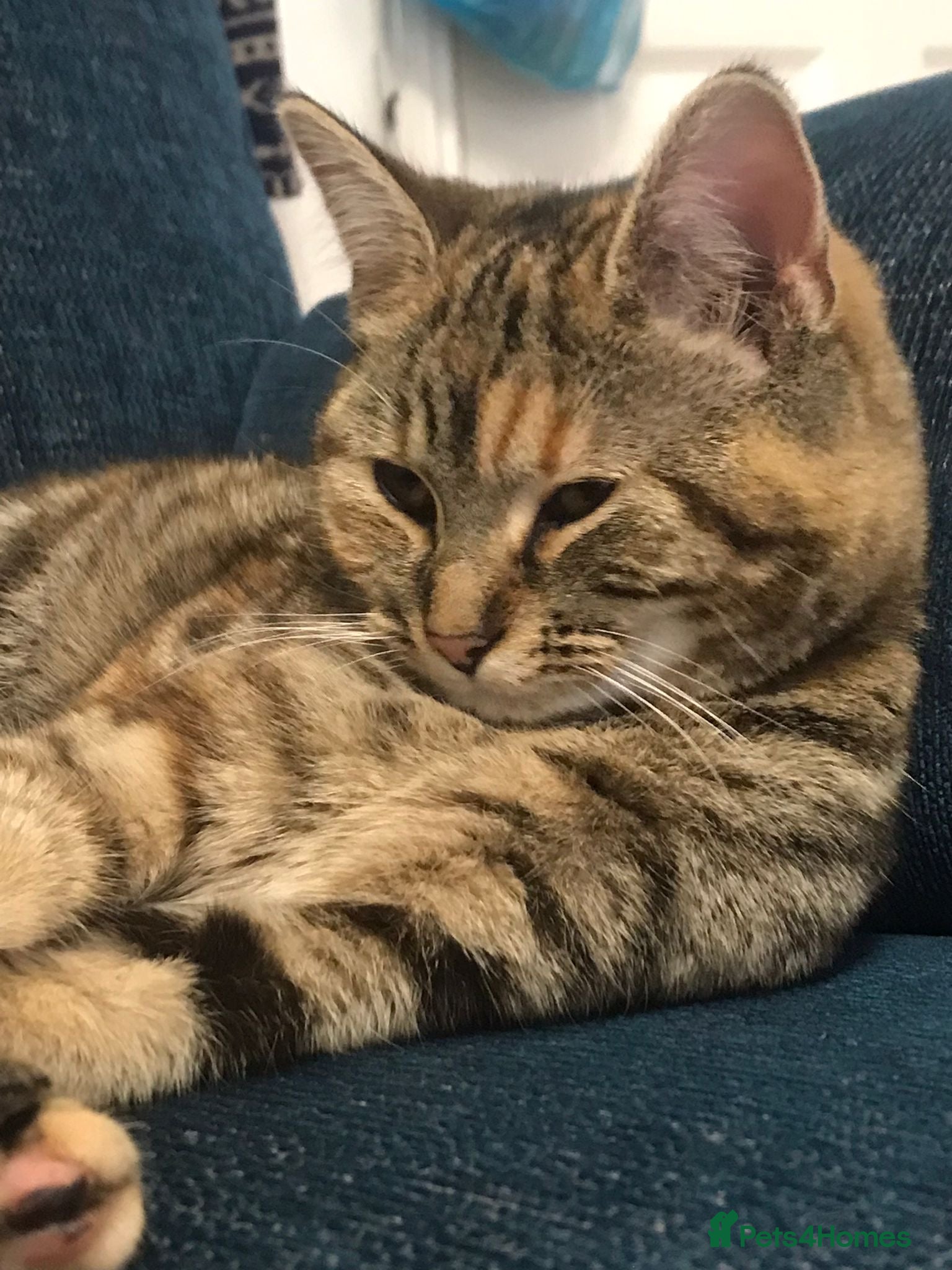 Mixed Breed cats Very cute female kitty - Advert 1