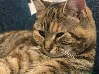 Mixed Breed cats Very cute female kitty - Advert 10