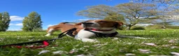 Beagle dogs for sale: Teo wants his forever home - Advert 2
