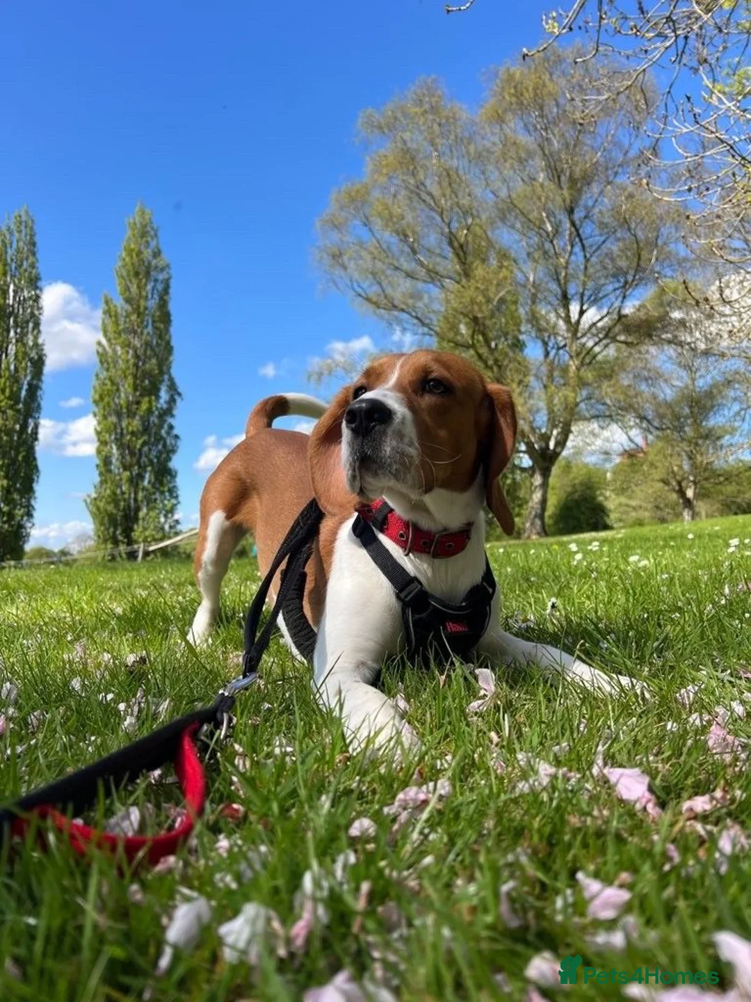 Beagle dogs for sale: Teo wants his forever home - Advert 2