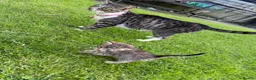 Mixed Breed cats for sale: Tabby kittens available  - Advert 2