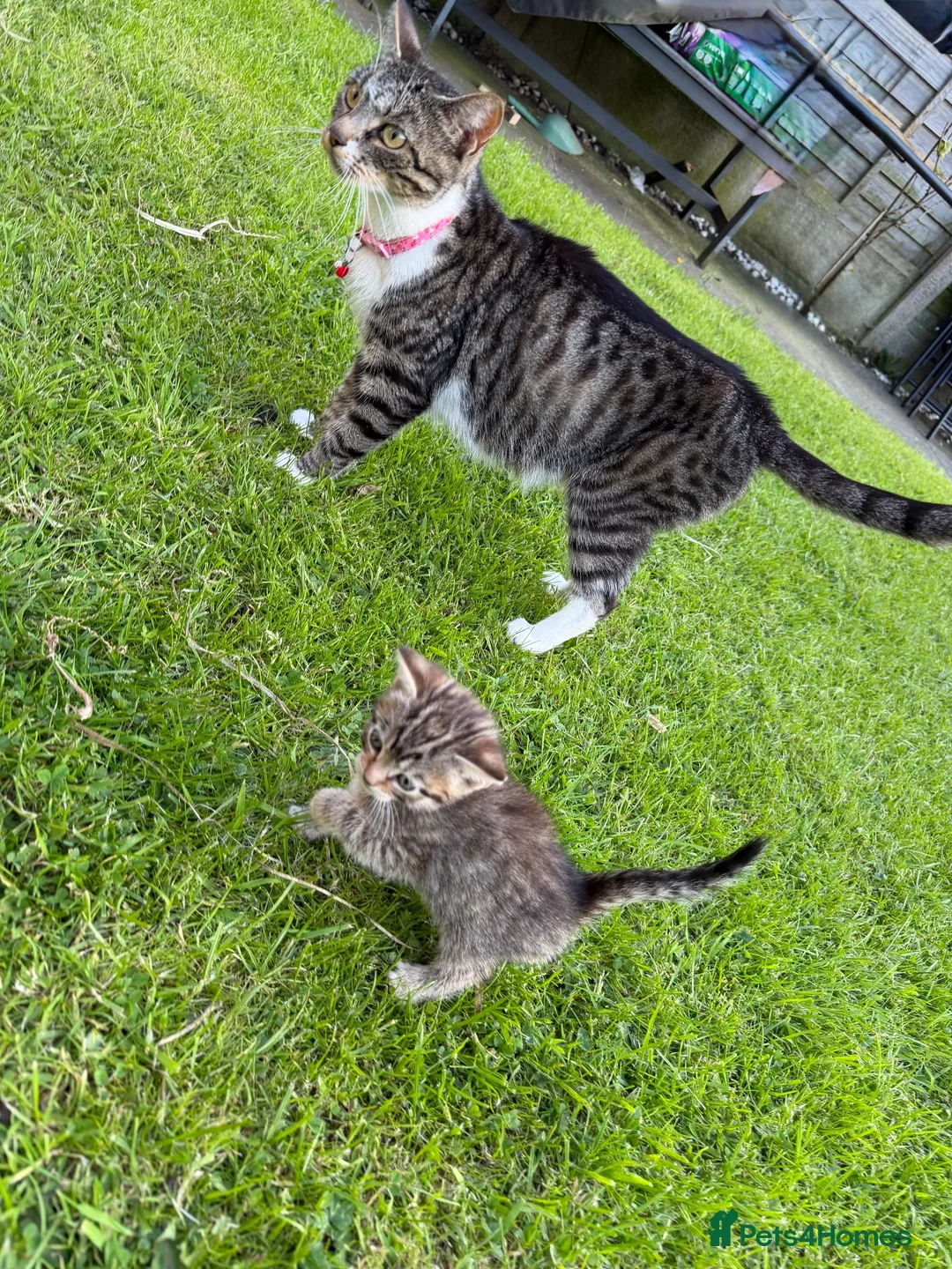 Mixed Breed cats for sale: Tabby kittens available  - Advert 2