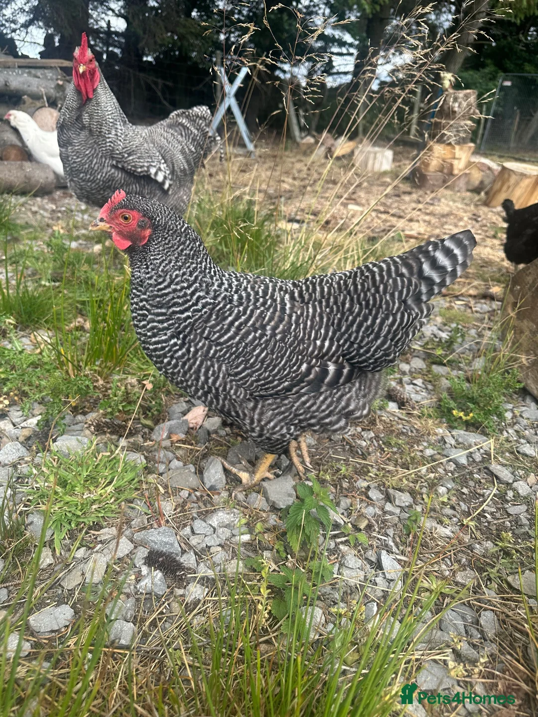 Chickens poultry for sale: Barred Plymouth Rock Hatching Eggs - Advert 2