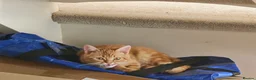 Mixed Breed cats for sale: Three 14 week old kittens - Advert 4