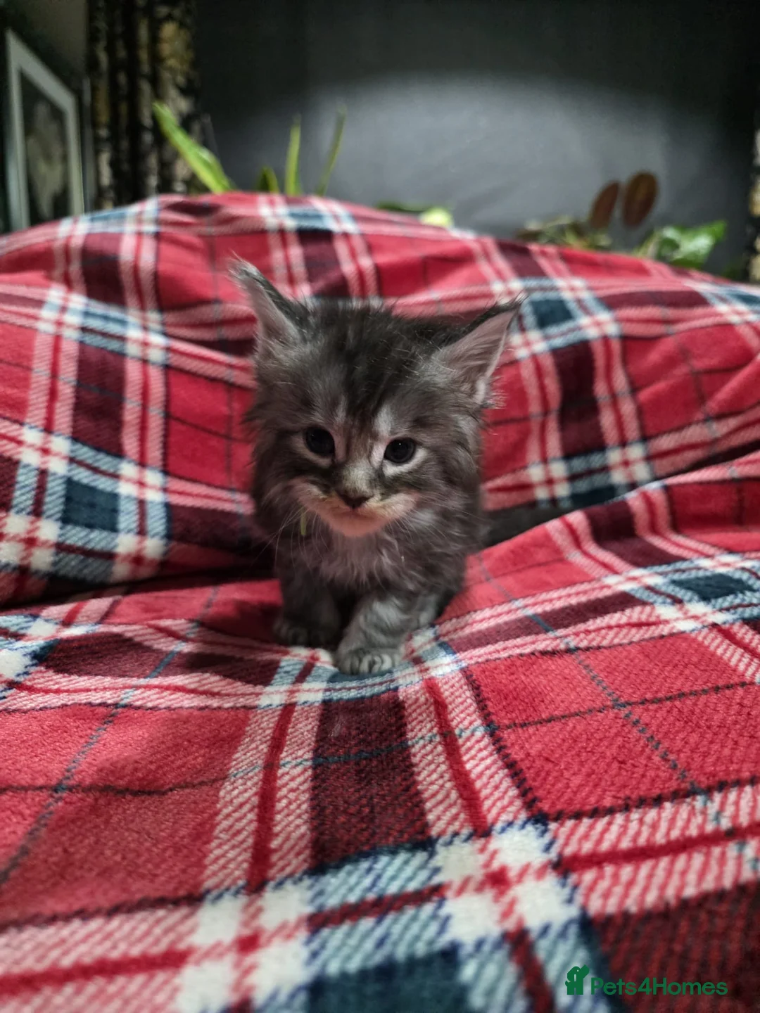 Maine Coon cats for sale: TICA registered Russian lineage Maine coon kittens - Advert 16