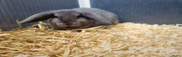 Mini Lop rabbits for sale: Stunning, well-handled Mini Lops in Stanley - Advert 9