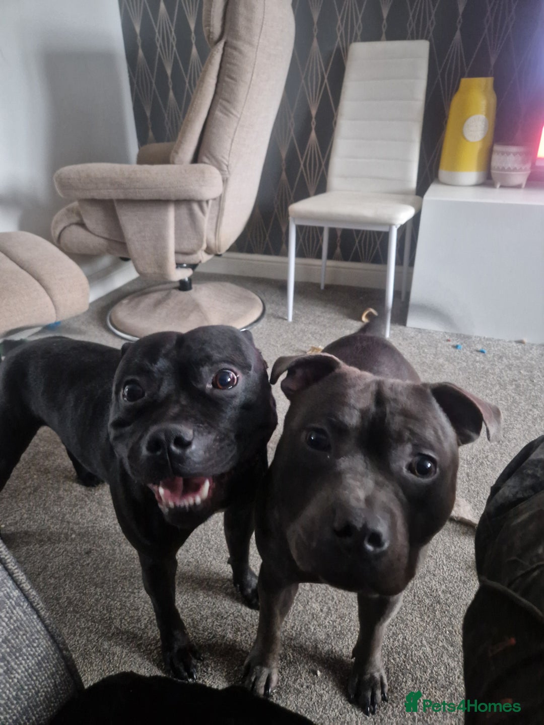 Staffordshire Bull Terrier dogs for stud: Boris + Caesar - Advert 6