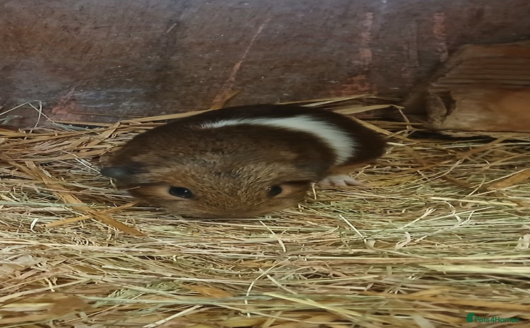 Guinea Pig rodents - Advert 12