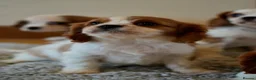 Cavalier King Charles Spaniel dogs for sale: ⭐️Cavalier King Charles puppies⭐️ - Advert 15