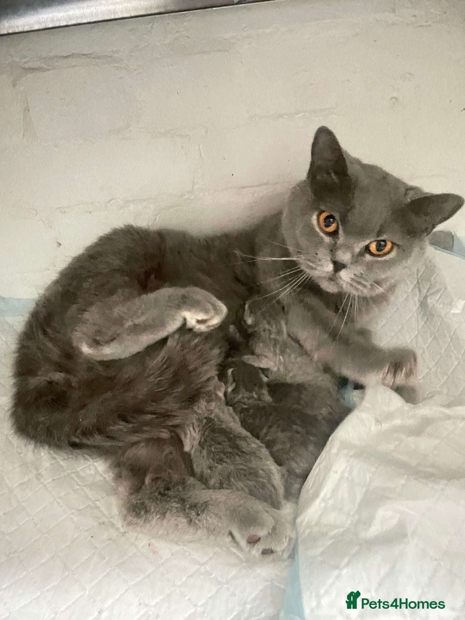 British Shorthair cats Beautiful Blue British Shorthair Female – £400 - Advert 1