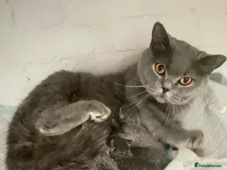 British Shorthair cats Beautiful Blue British Shorthair Female – £400 - Advert 1