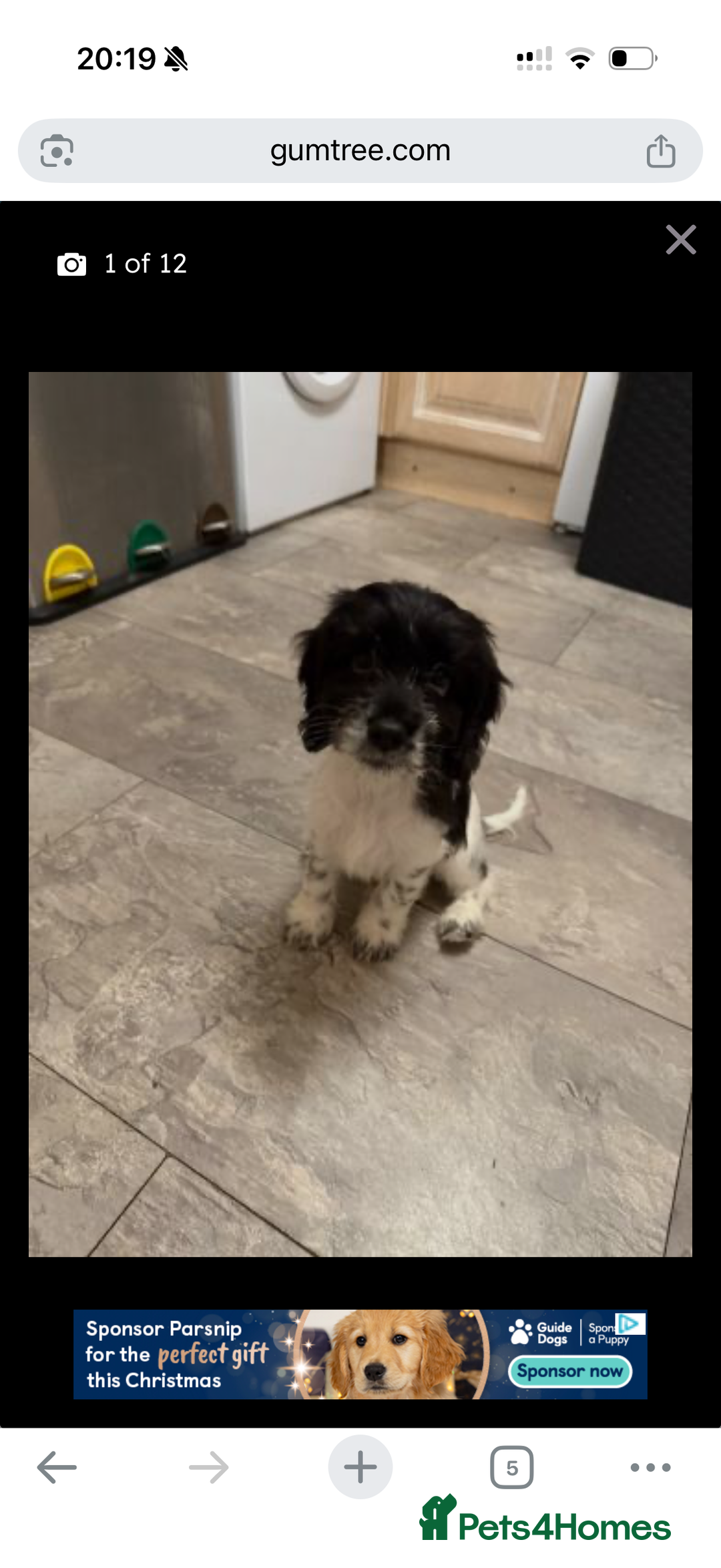 Cockapoo dogs for sale: Puppies - Advert 2